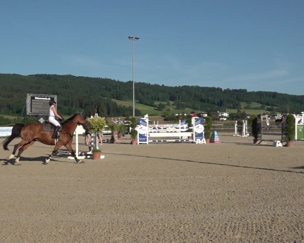 Reitturnier Hitzkirch 2025