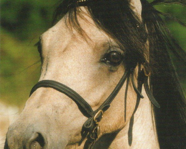Zuchtstute Maashoeven's Marthuria (Welsh Pony (Sek.B), 1993, von Kortehoeve's Arthur)