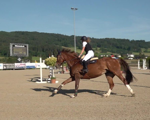 Reitturnier Hitzkirch 2025