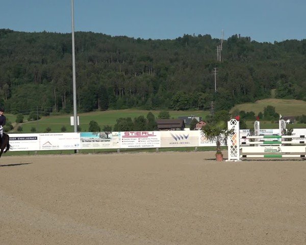 Reitturnier Hitzkirch 2025