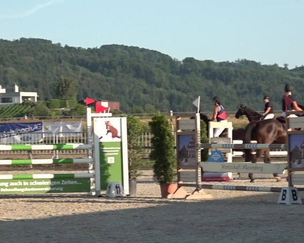 Reitturnier Hitzkirch 2025