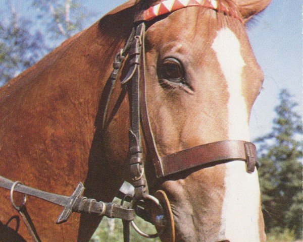 stallion Burlak (Great Poland (wielkopolska), 1976, from Lorison xx)