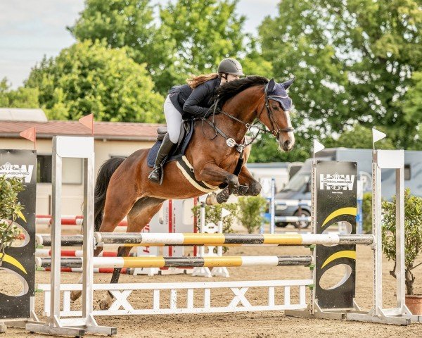 jumper Sweet Montana (German Sport Horse, 2018, from Lord Lindenau)