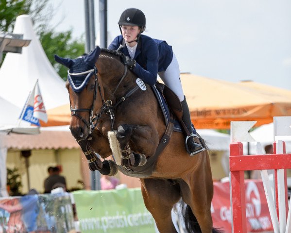 broodmare Esperanza 92 (Westphalian, 2012, from Diarado)