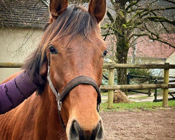 horse Lauriel (Holsteiner, 2022, from Larimar)