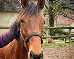 horse Lauriel (Holsteiner, 2022, from Larimar)
