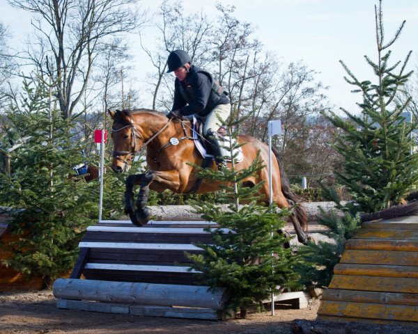 eventing horse Cornelius 54 (Trakehner, 2015, from Herbstkönig 2)