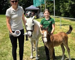 foal by Klatt's Milli (Welsh-Pony (Section B), 2025, from Wildzang's Dakar)