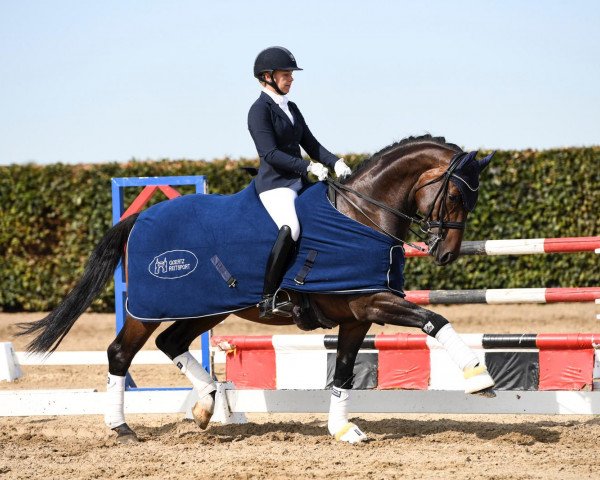 dressage horse Don Imperio (Hanoverian, 2012, from Don Index)