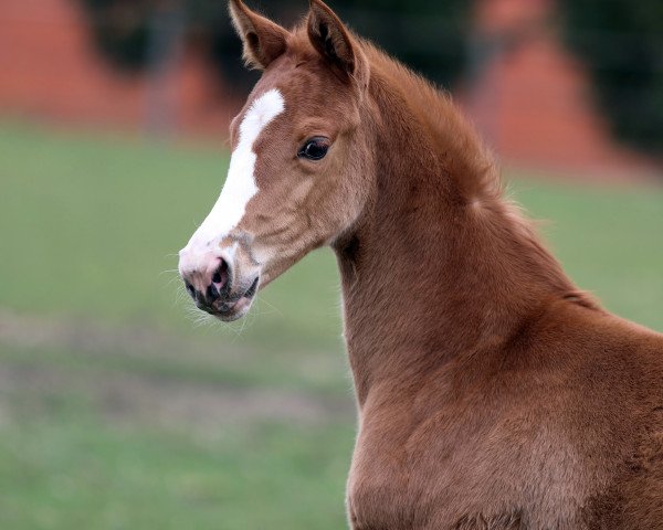 horse Bellavida (Westphalian, 2021, from Callaho's Benicio)
