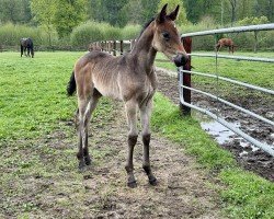 foal by Stute von Impact/T. / Sandro Hit (Oldenburg, 2025, from Impact)