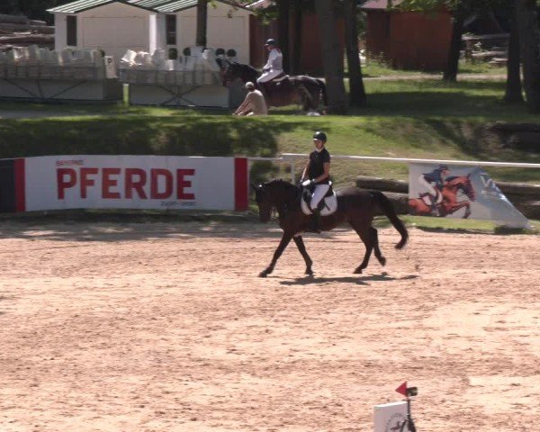 Reitturnier Stadl-Paura 2025