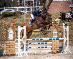 jumper Calle Cacao (Hanoverian, 2017, from Casalido)