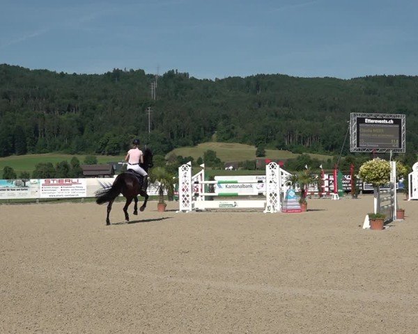 Reitturnier Hitzkirch 2025
