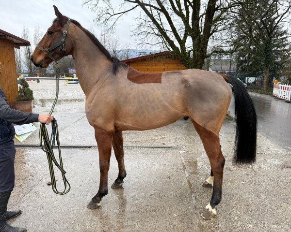horse Nino CH (Swiss Warmblood, 2017, from Nirmoo de Muze Z)