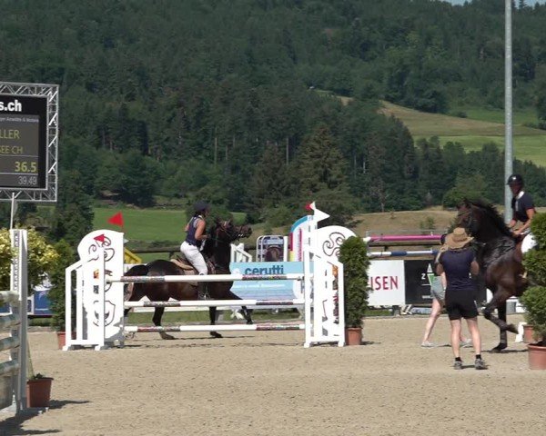 Reitturnier Hitzkirch 2025