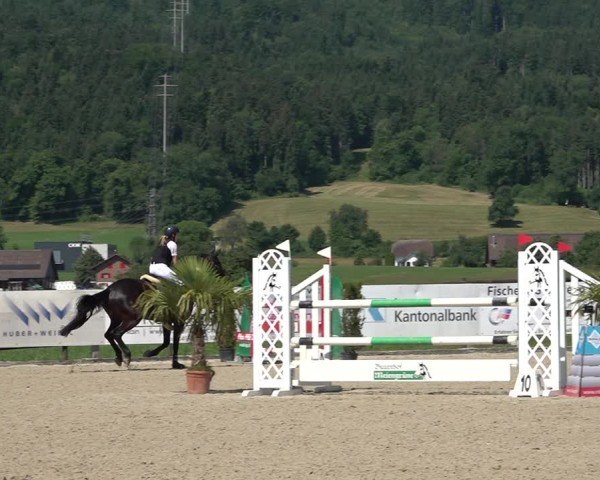 Reitturnier Hitzkirch 2025