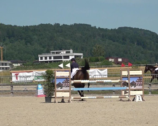 Reitturnier Hitzkirch 2025