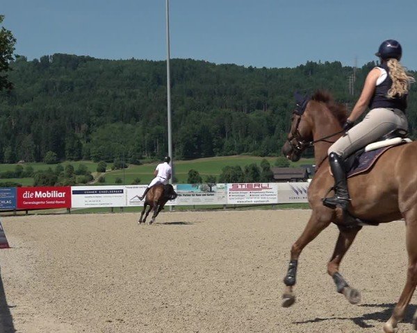 Reitturnier Hitzkirch 2025