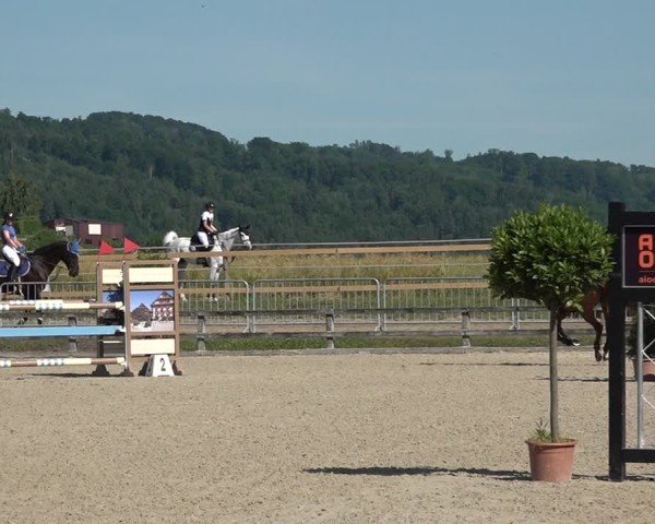 Reitturnier Hitzkirch 2025