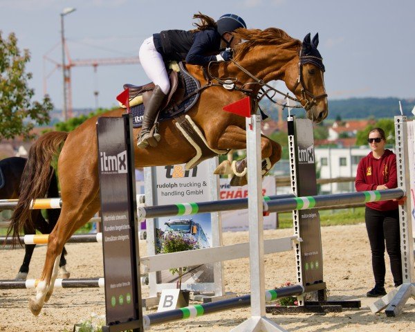 Springpferd Diamantino 21 (Westfale, 2018, von Diamant de Semilly)