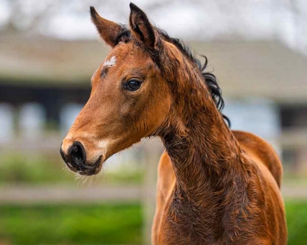 foal by Valerine (Hanoverian, 2025, from Vjento)