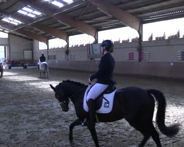 Reitturnier Dortmund-Somborn 2025