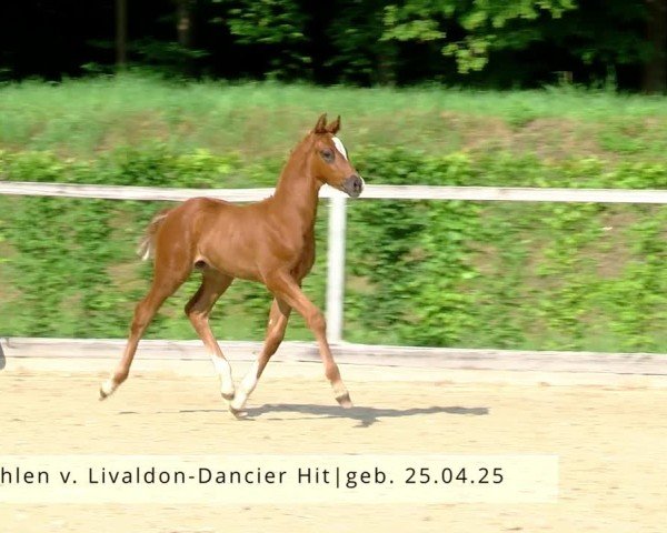 Video of HF von Livaldon
