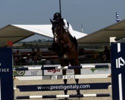 jumper Million Dollar's Marlon (Oldenburg show jumper, 2020, from Million Dollar)