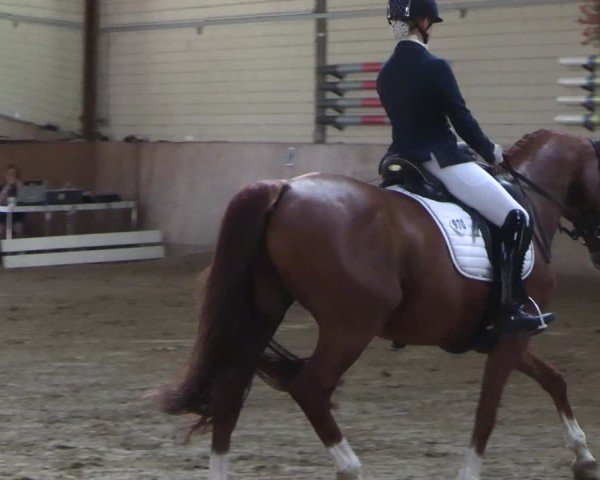 Reitturnier Dortmund-Somborn 2025