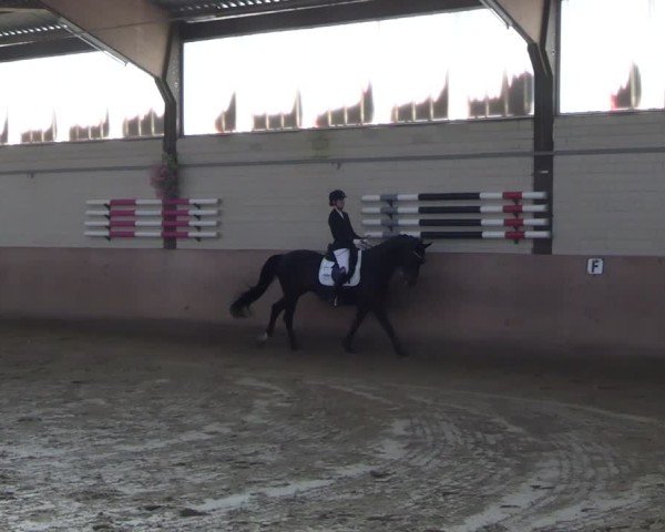 Reitturnier Dortmund-Somborn 2025