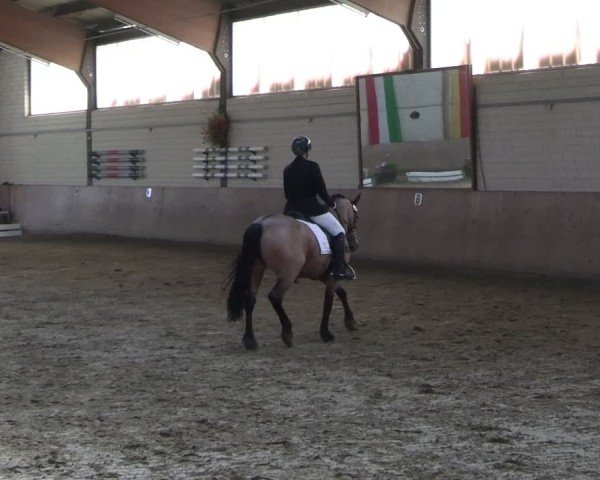 Reitturnier Dortmund-Somborn 2025