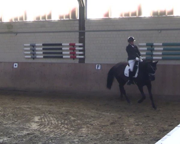 Reitturnier Dortmund-Somborn 2025