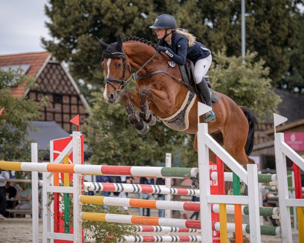 Springpferd Call Me Accord (Anglo Europäisches Sportpferd, 2018, von Call me Pezi)