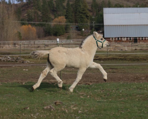 horse DD Totilas (Fjord Horse, 2021, from Tsjalle)