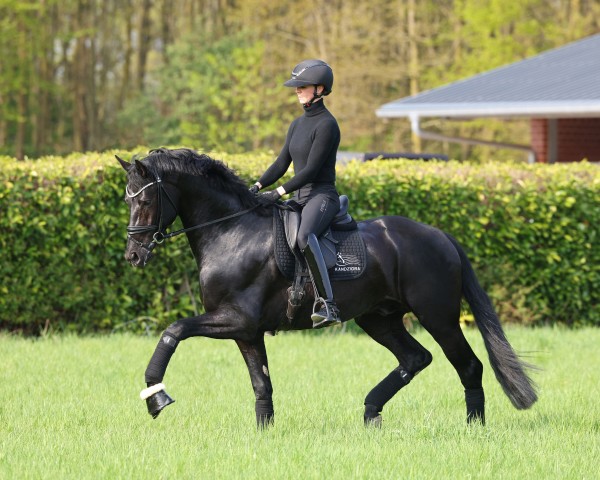 stallion Grey Tonic (Oldenburg, 2022, from Grey Flanell)