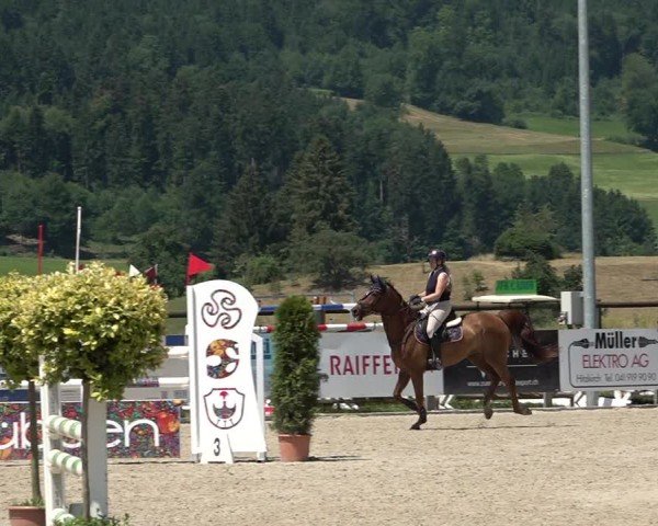 Reitturnier Hitzkirch 2025