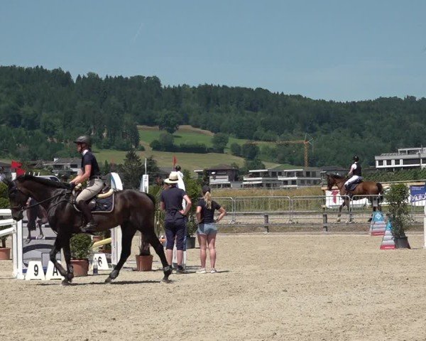 Reitturnier Hitzkirch 2025