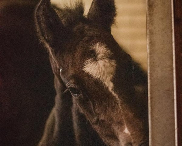 horse Ainstein (Westphalian, 2021, from AVIADOR)