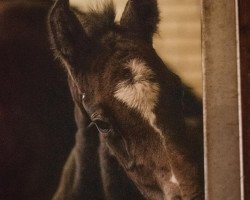 horse Ainstein (Westphalian, 2021, from Aviador)