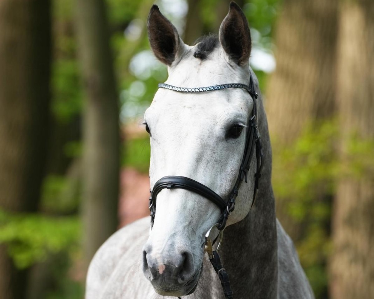 Springpferd Cocento (Oldenburger Springpferd, 2020, von Colman)