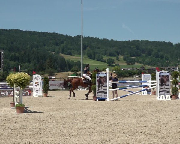 Reitturnier Hitzkirch 2025