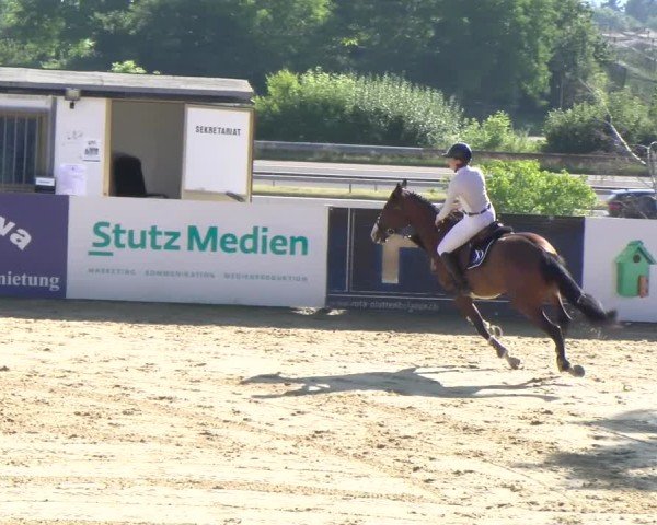 Reitturnier Wädenswil 2025
