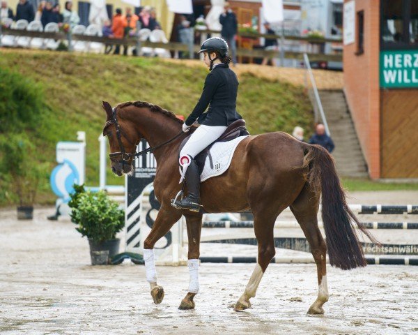 dressage horse Bonds Double Hs (Rhinelander, 2018, from Bonds)