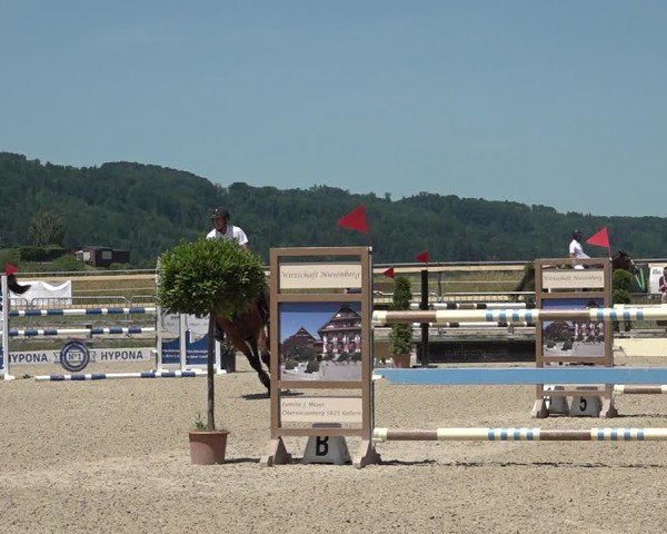 Reitturnier Hitzkirch 2025