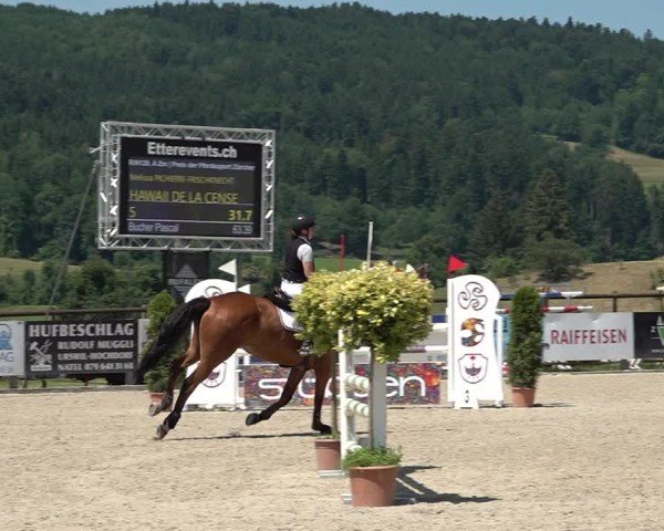 Reitturnier Hitzkirch 2025