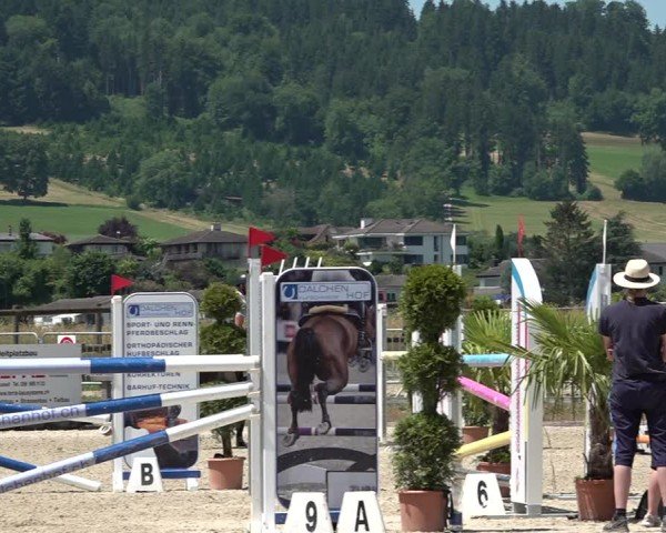 Reitturnier Hitzkirch 2025
