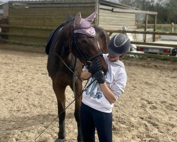Pferd Viola (Belgisches Warmblut, 2021, von Warrant)
