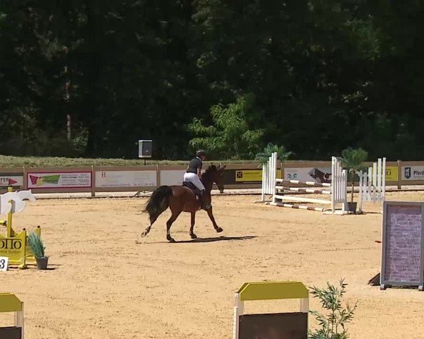 Reitturnier Tiefenhof/Opf. 2025