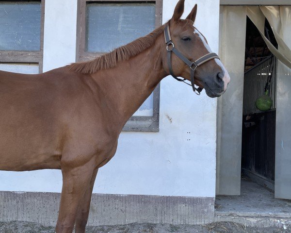 Springpferd Curly Sue (Deutsches Sportpferd, 2007, von Can Can) Springpferd Curly Sue (Deutsches Sportpferd, 2007, von Can Can)